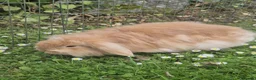 Lionhead rabbits for sale: Female Lionhead with Lovely Thick Light Brown Fur - Advert 1
