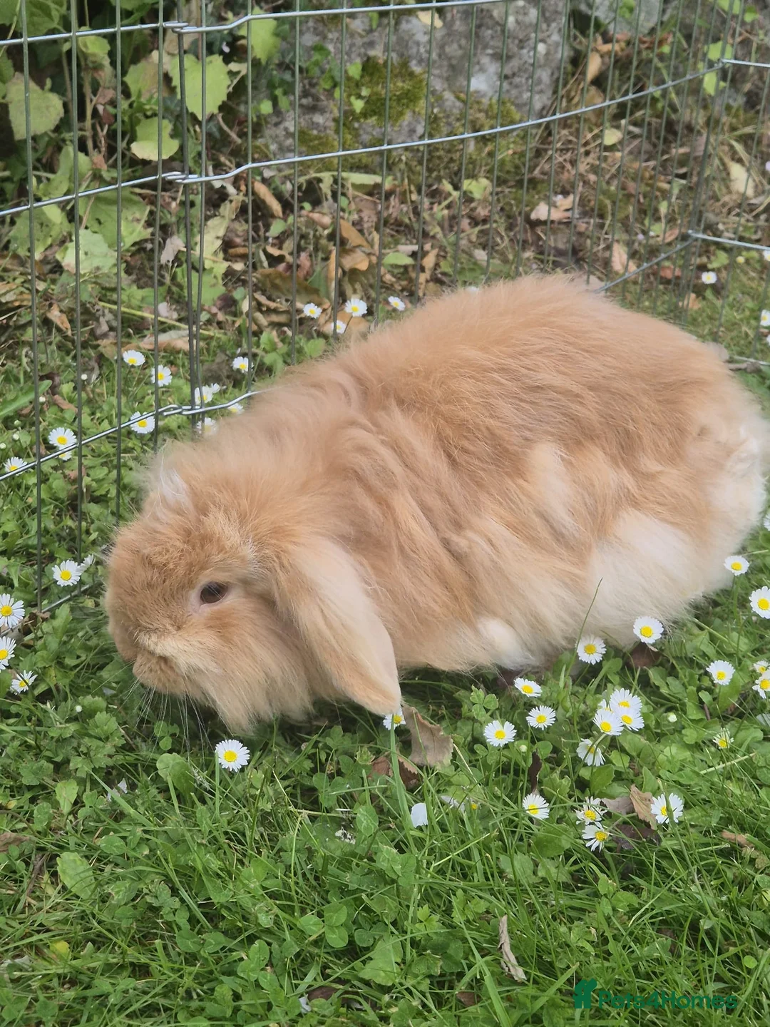 Lionhead rabbits for sale: Female Lionhead with Lovely Thick Light Brown Fur - Advert 1