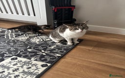 Mixed Breed cats for sale: Kittens ready for their new homes - Image 8