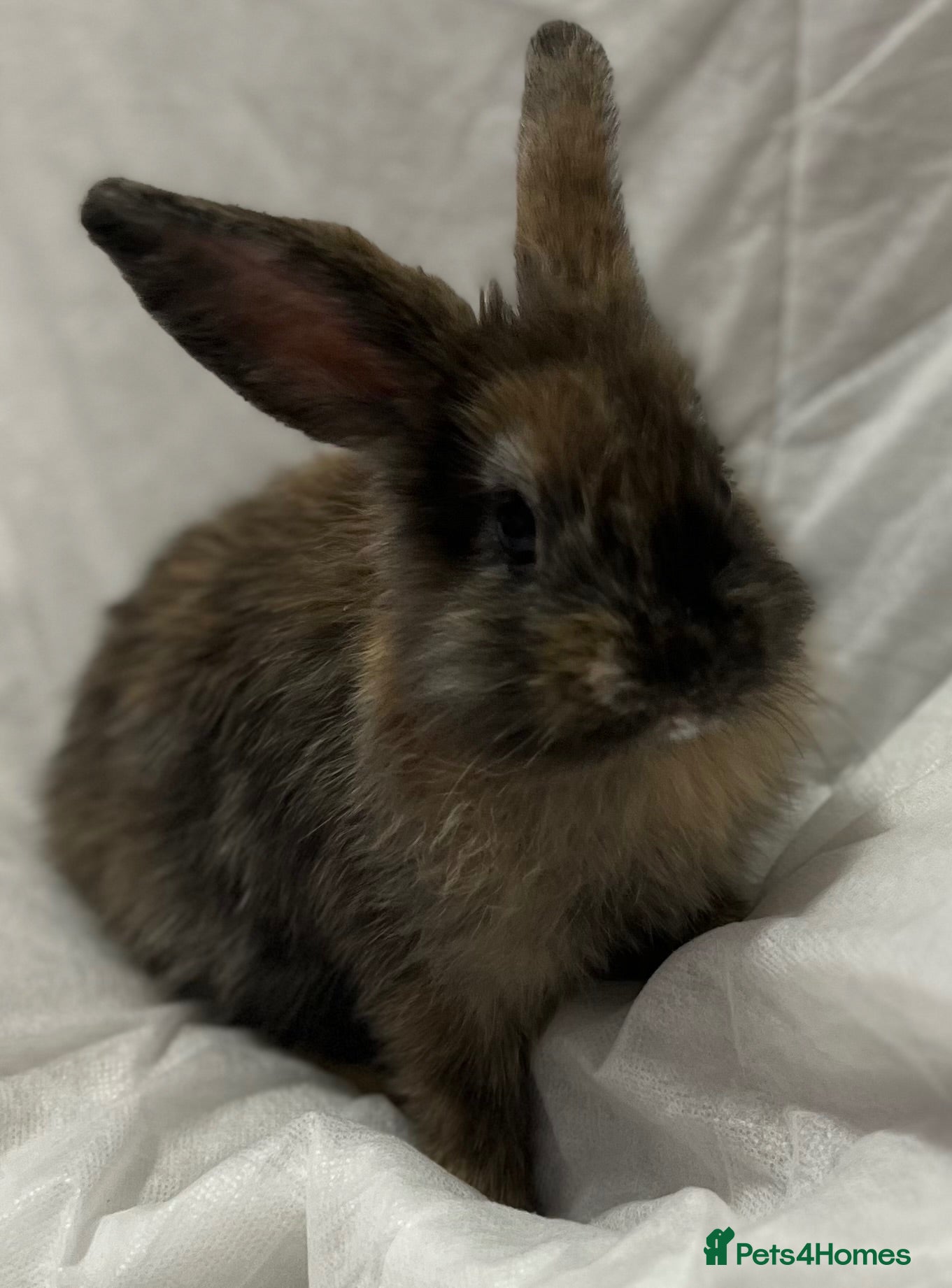 Mini Lion Lop rabbits Mini lion lop - Advert 1