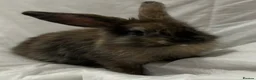 Mini Lion Lop rabbits for sale: Mini lion lop in Chatham - Advert 1