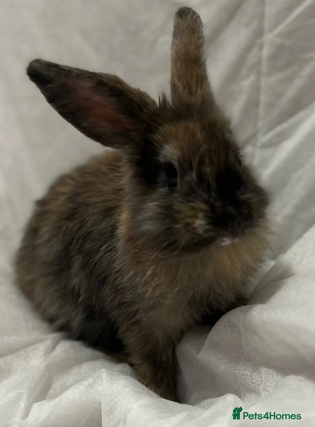 Mini Lion Lop rabbits for sale: Mini lion lop in Chatham - Advert 1