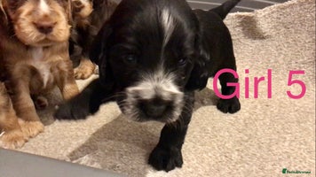 Cocker Spaniel dogs - Advert 11