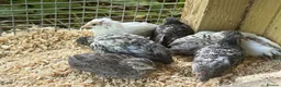 Quail poultry for sale: Trios of Quail - Advert 4