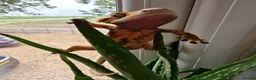 Gecko reptiles for sale: Tri Colour Male Crested Gecko  - Advert 3