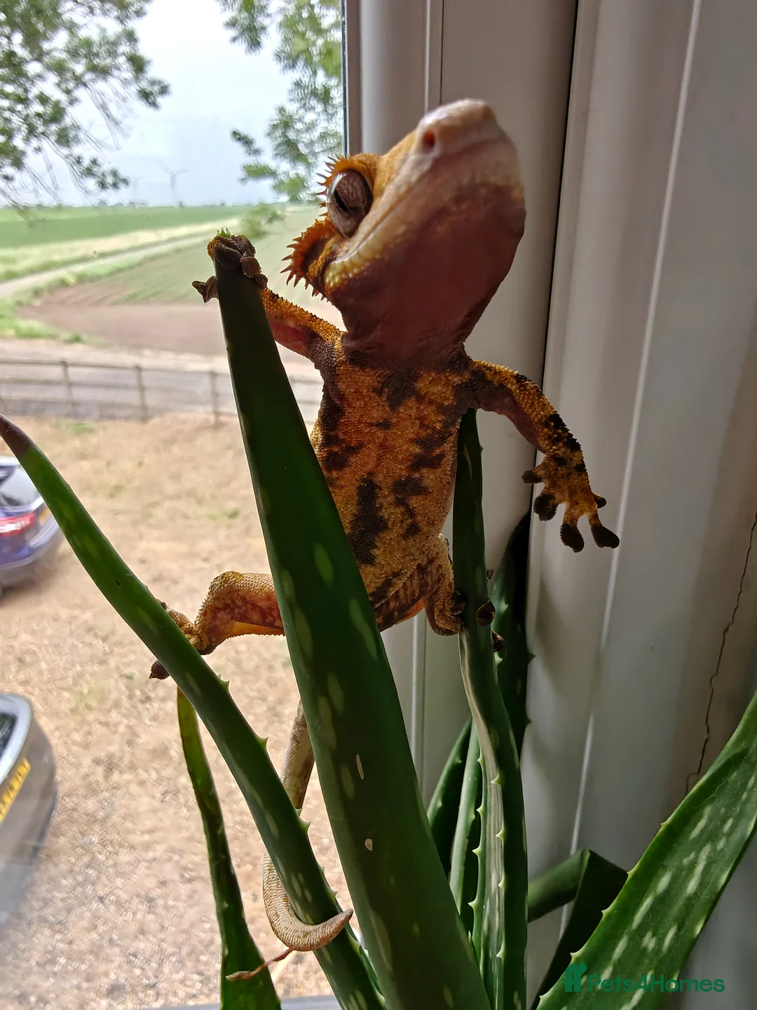 Gecko reptiles for sale: Tri Colour Male Crested Gecko  - Advert 3