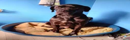 Great Dane dogs for sale: Dog for Adoption in Plymouth - Advert 5