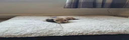 Miniature Dachshund dogs for sale: Gorgeous Long Haired Cream Miniature Dachshunds - Advert 15