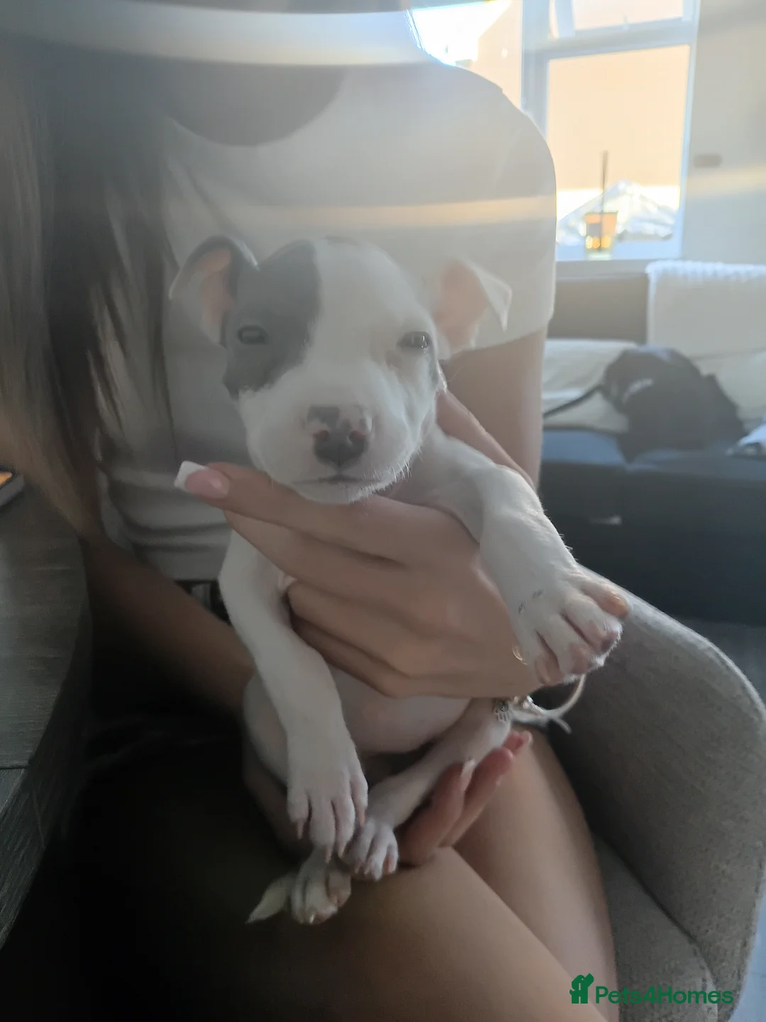 Staffordshire Bull Terrier dogs for sale: Puppy - Advert 3