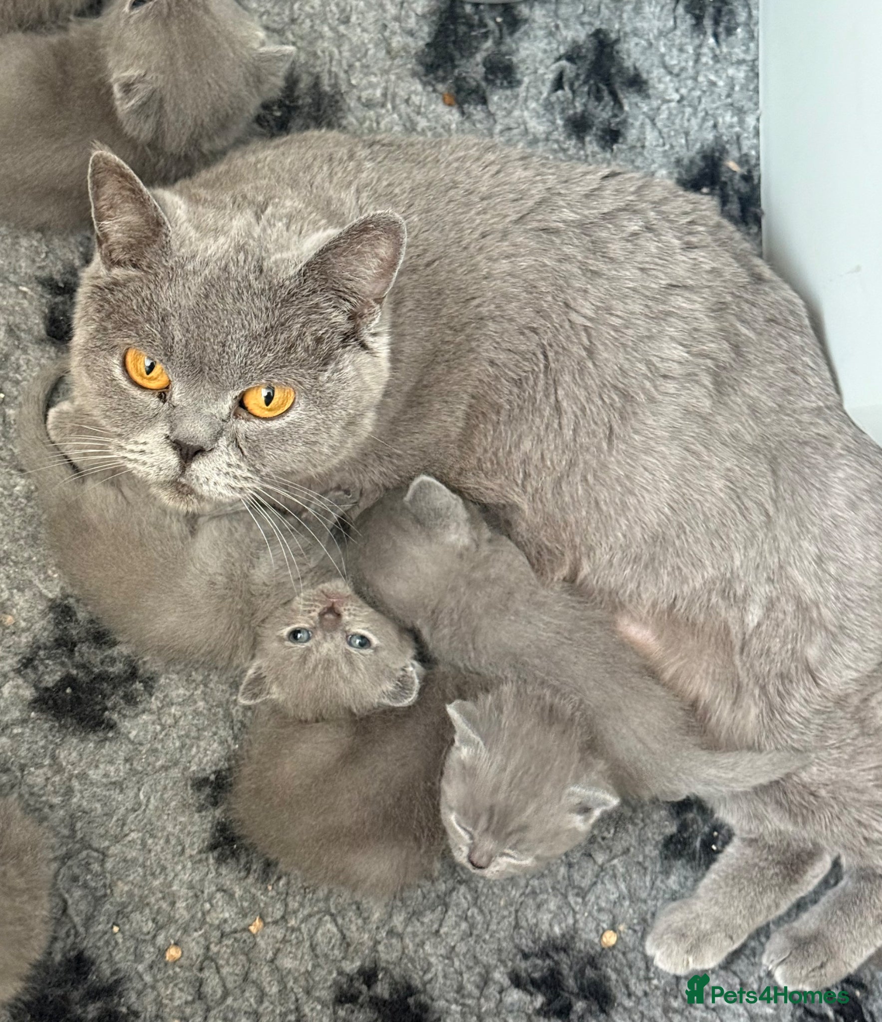 British Shorthair cats Gorgeous blue, British shorthair kittens  - Advert 1