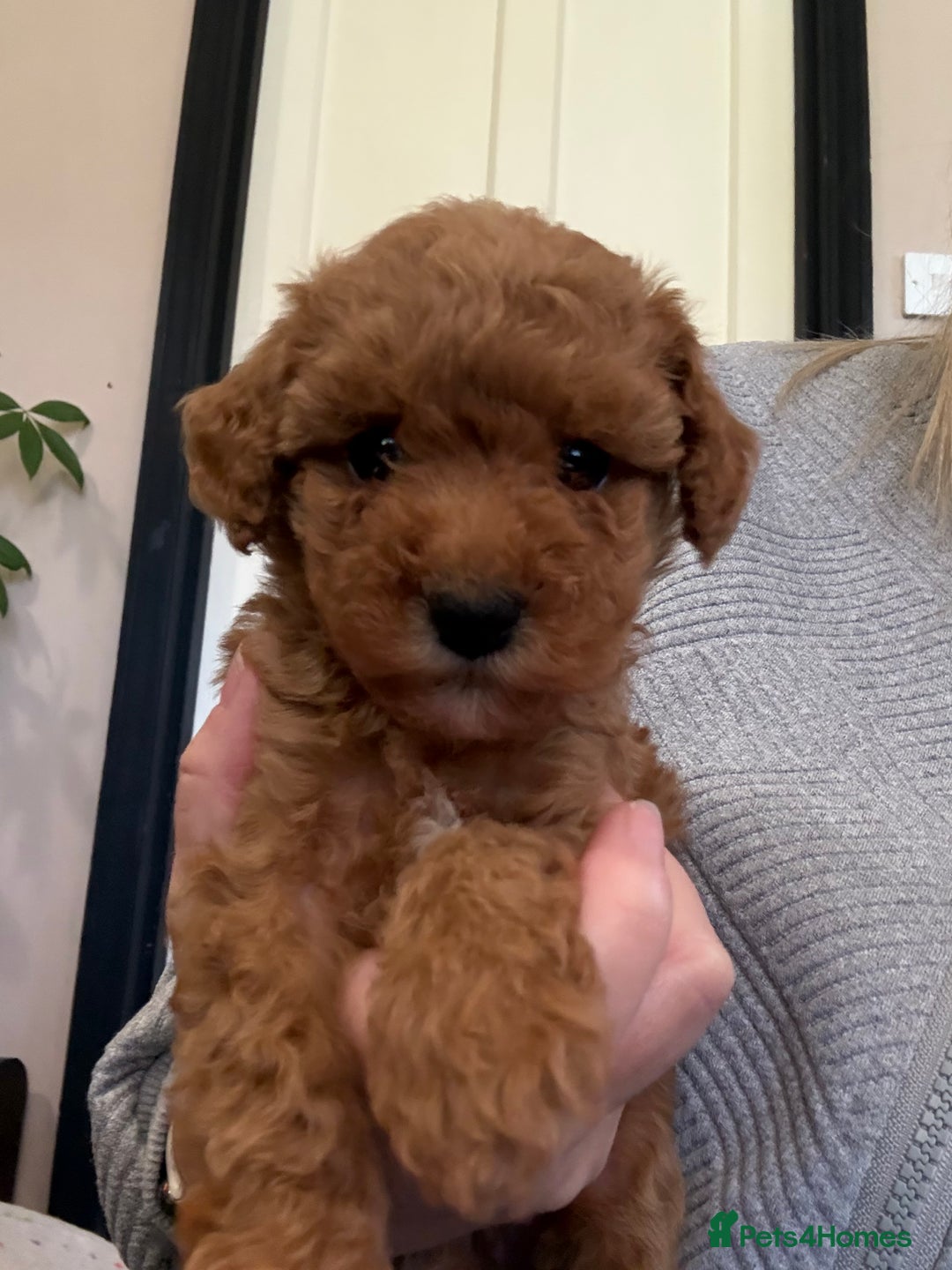 Miniature Poodle dogs for stud: KC phantom miniature poodle stud health tested in Thetford - Image 36