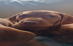 Hungarian Vizsla dogs for sale: Hungarian vizsla  - Image 26
