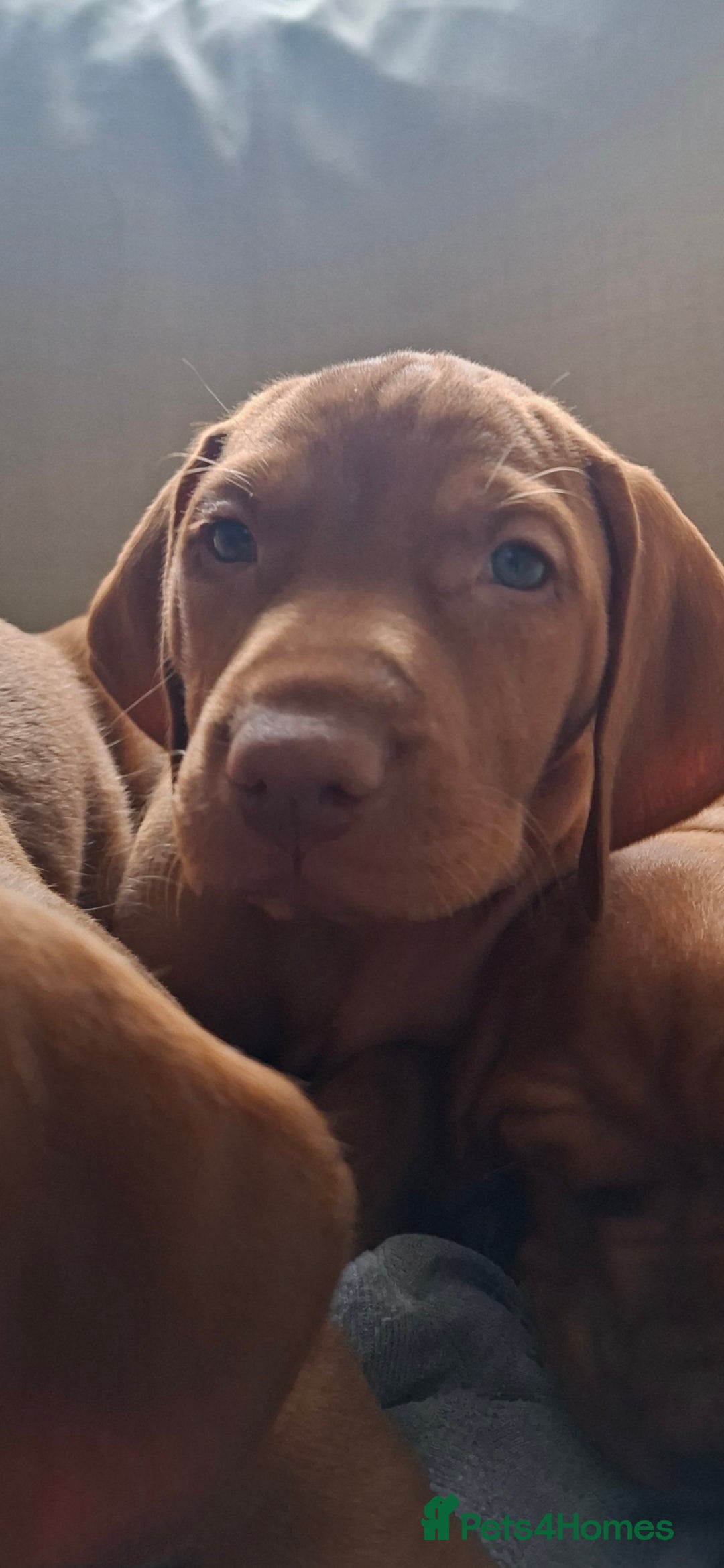 Hungarian Vizsla dogs for sale: Hungarian vizsla  - Image 26