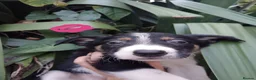 Border Collie dogs for sale: Border collie pups  - Advert 5