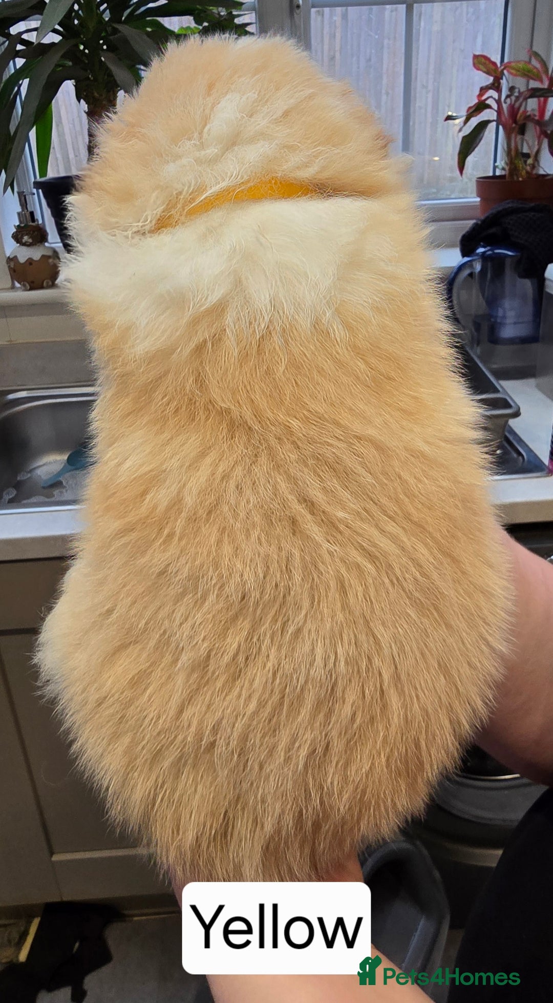 Border Collie dogs for sale: Beautiful EE-Red/Golden Long Haired Border Collies - Advert 10