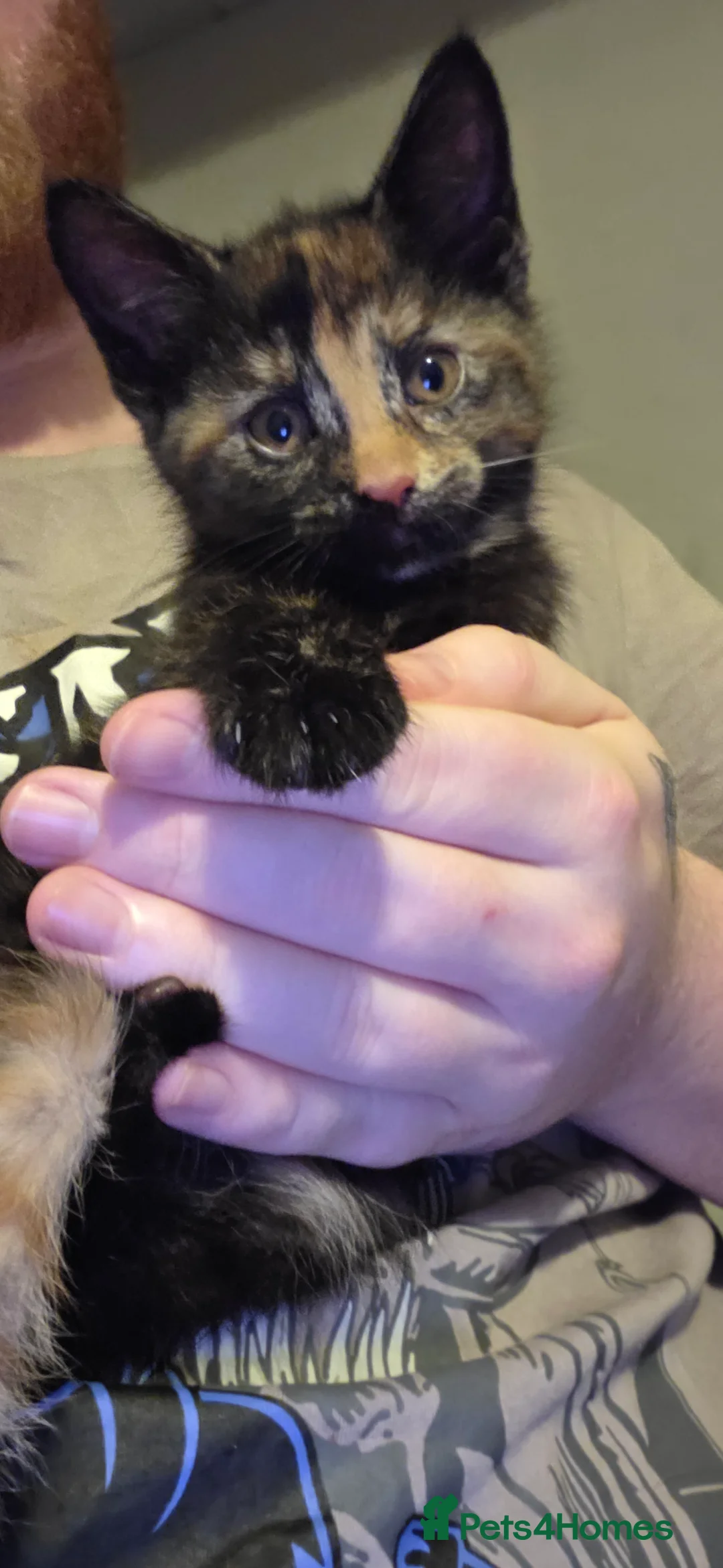 Mixed Breed cats for sale: 2 female kittens ready to go friday - Advert 2