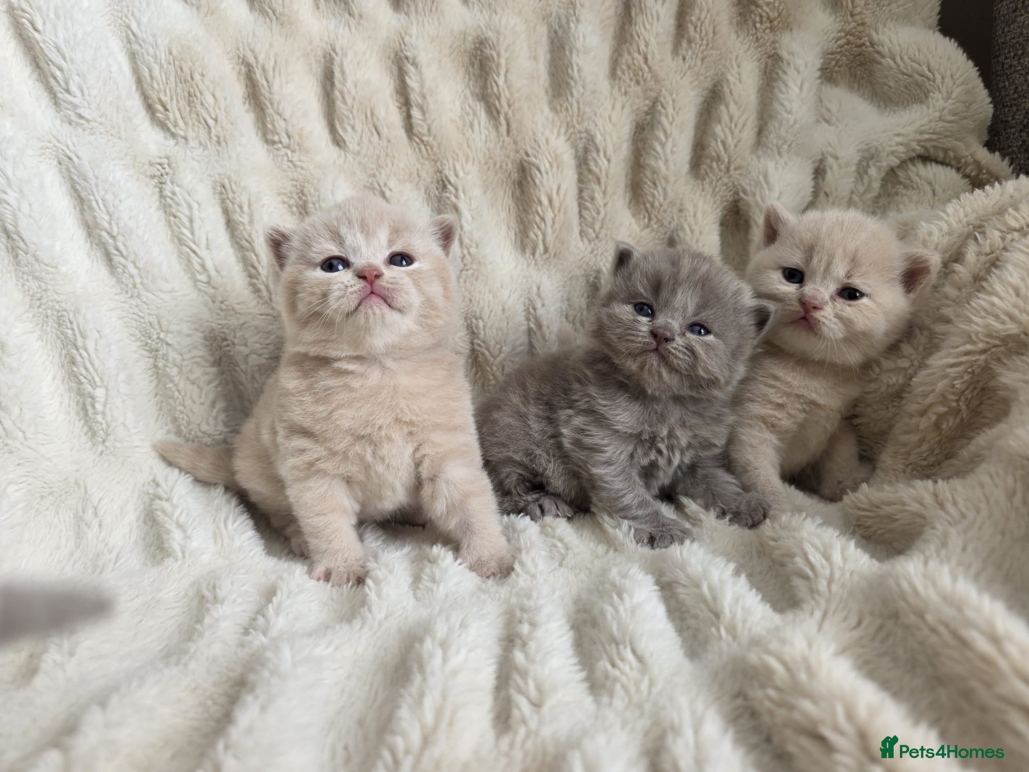 British Shorthair cats Top quality GCCF British Shorthair kittens  - Advert 14
