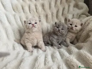 British Shorthair cats Top quality GCCF British Shorthair kittens - Advert 14