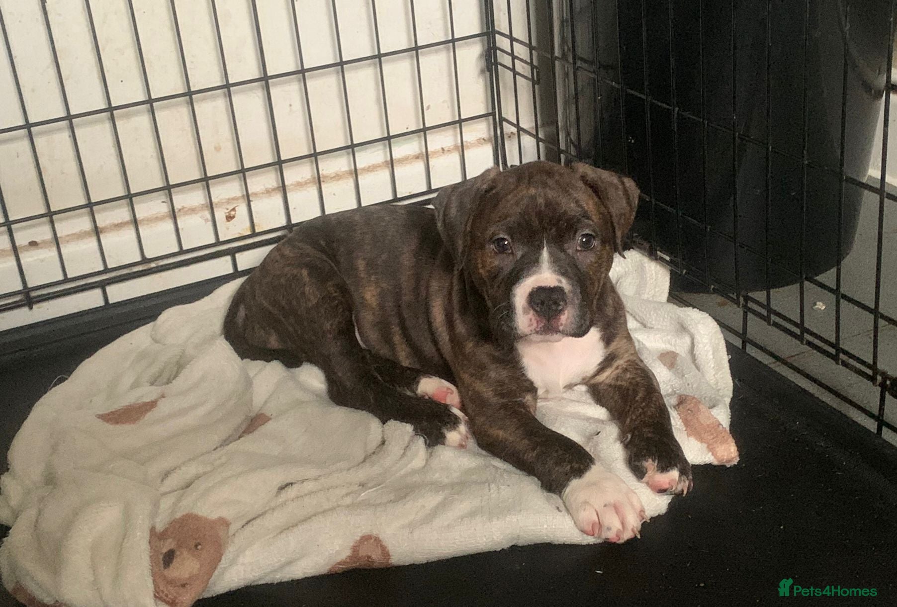 Mixed Breed dogs StaffiesXpocket bully’s 1 GIRL LEFT! - Advert 3