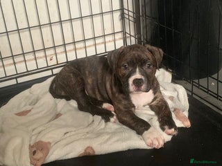 Mixed Breed dogs StaffiesXpocket bully’s 1 GIRL LEFT! - Advert 18