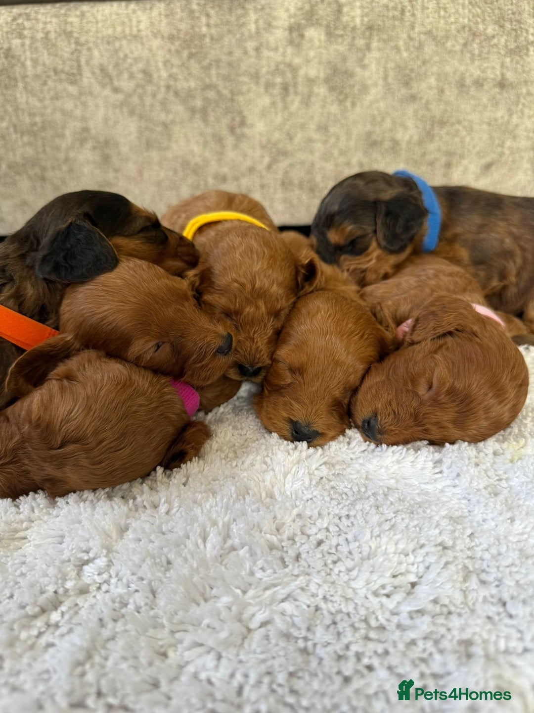 Cockapoo dogs for sale: 8 beautiful f1b cockapoo puppies - Image 9