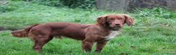 Cocker Spaniel dogs for stud: Fully Health Tested Dark Red W/Cocker Spaniel Stud in Totnes - Advert 17