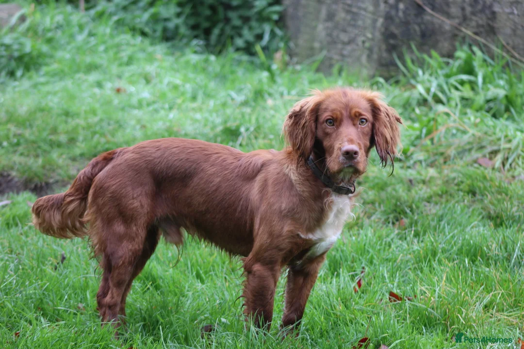 Cocker Spaniel dogs for stud: Fully Health Tested Dark Red W/Cocker Spaniel Stud in Totnes - Advert 17