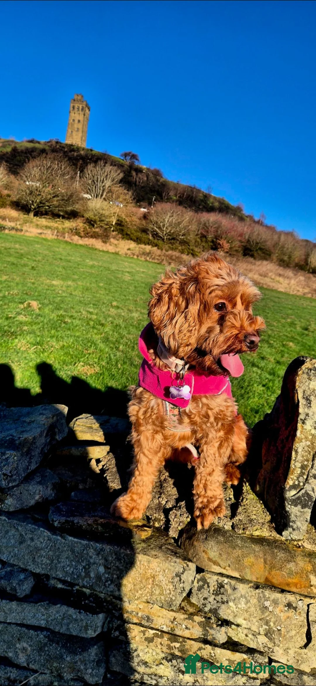 Cockapoo dogs for sale: F1b cockapoo puppies - Advert 2