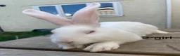 Continental Giant rabbits for sale: Beautiful pure bred continental giants - Advert 14