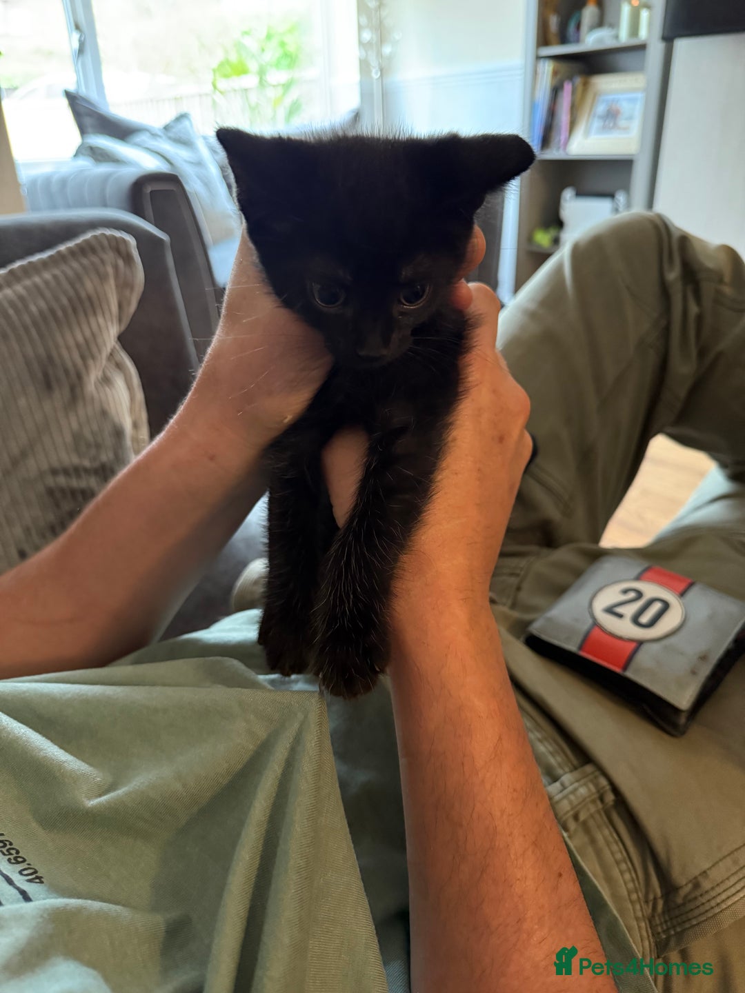 British Shorthair cats for sale: Last Kitten Remaining - Image 3