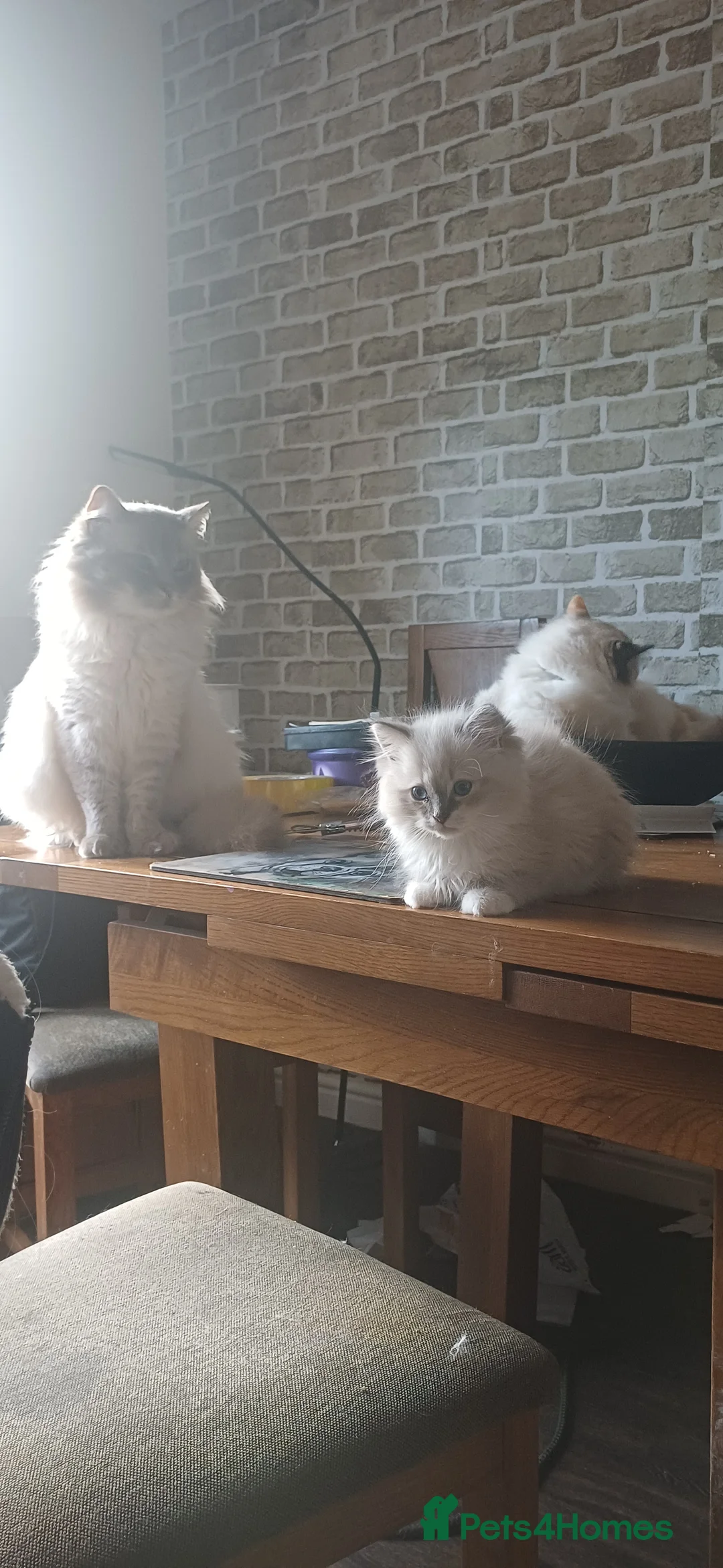 Ragdoll cats for sale: Beautiful litter available  - Advert 5