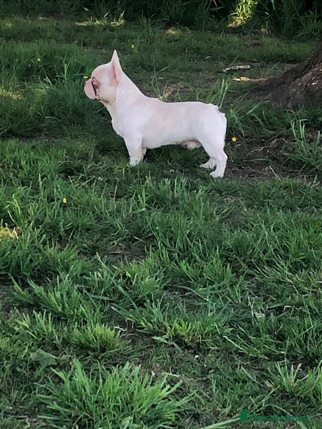 French Bulldog dogs for sale: Platinum French Bulldog 12 months old - Advert 1