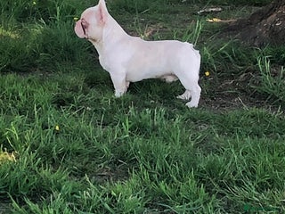 French Bulldog dogs Platinum French Bulldog 12 months old - Advert 1