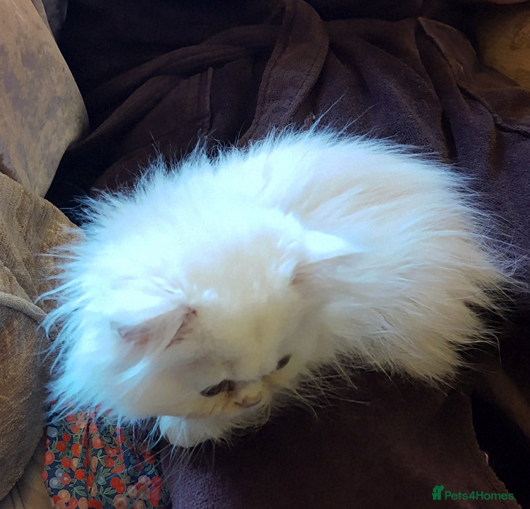 Persian cats for sale: 🐤White shaded gold/silver kittens ready to go - Advert 10