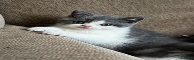 British Shorthair 2