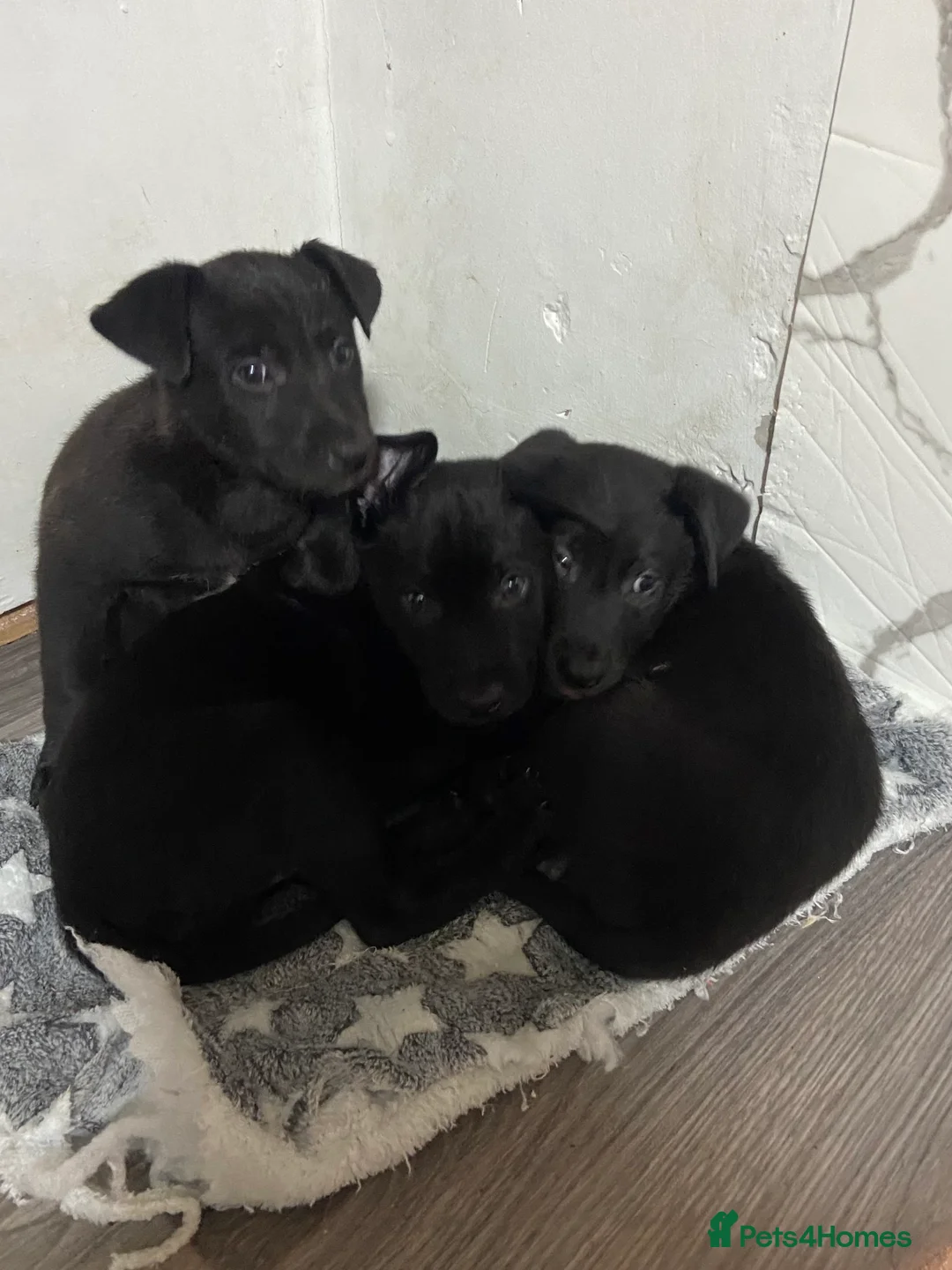 Mixed Breed dogs for sale: Whippet bull malinois X Malinois  - Advert 1