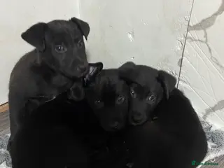 Mixed Breed dogs Whippet bull malinois X Malinois - Advert 8