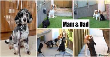 Cavapoo dogs - Advert 8