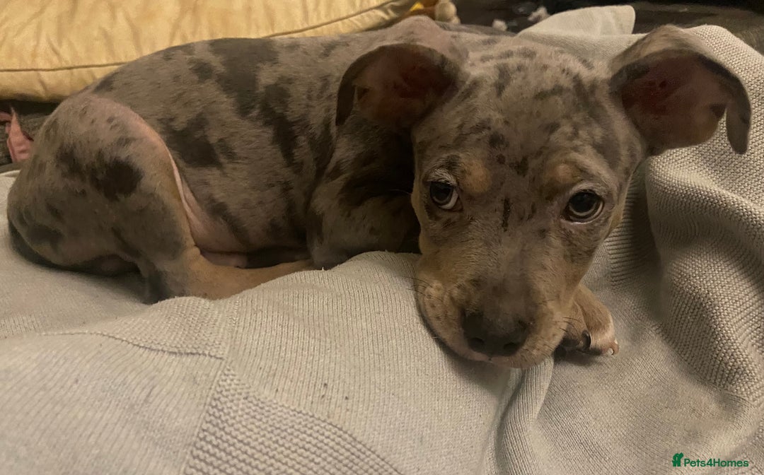 Mixed Breed dogs for sale: Staffy cross American bulldog  - Image 3