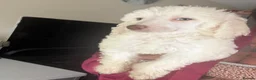 Poodle dogs for sale: Outstanding poodles different colours boys & girls in Liverpool - Advert 7