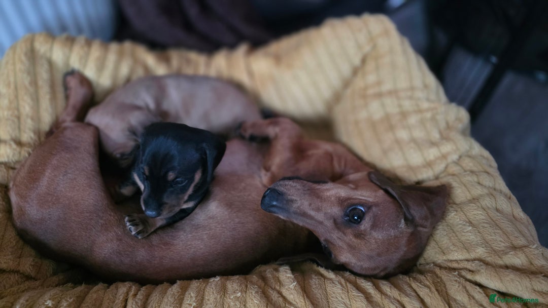 Miniature Dachshund dogs for sale: 🐶 Stunning Black & Tan Miniature Dachshund Puppy - Image 10