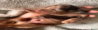 Miniature Dachshund 1