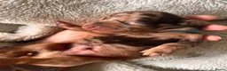 Miniature Dachshund dogs for sale: Beautiful kc miniature dachshund puppies - Advert 22