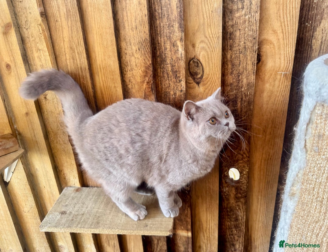 British Shorthair cats for sale: British shorthair fawn tortie female - Image 1