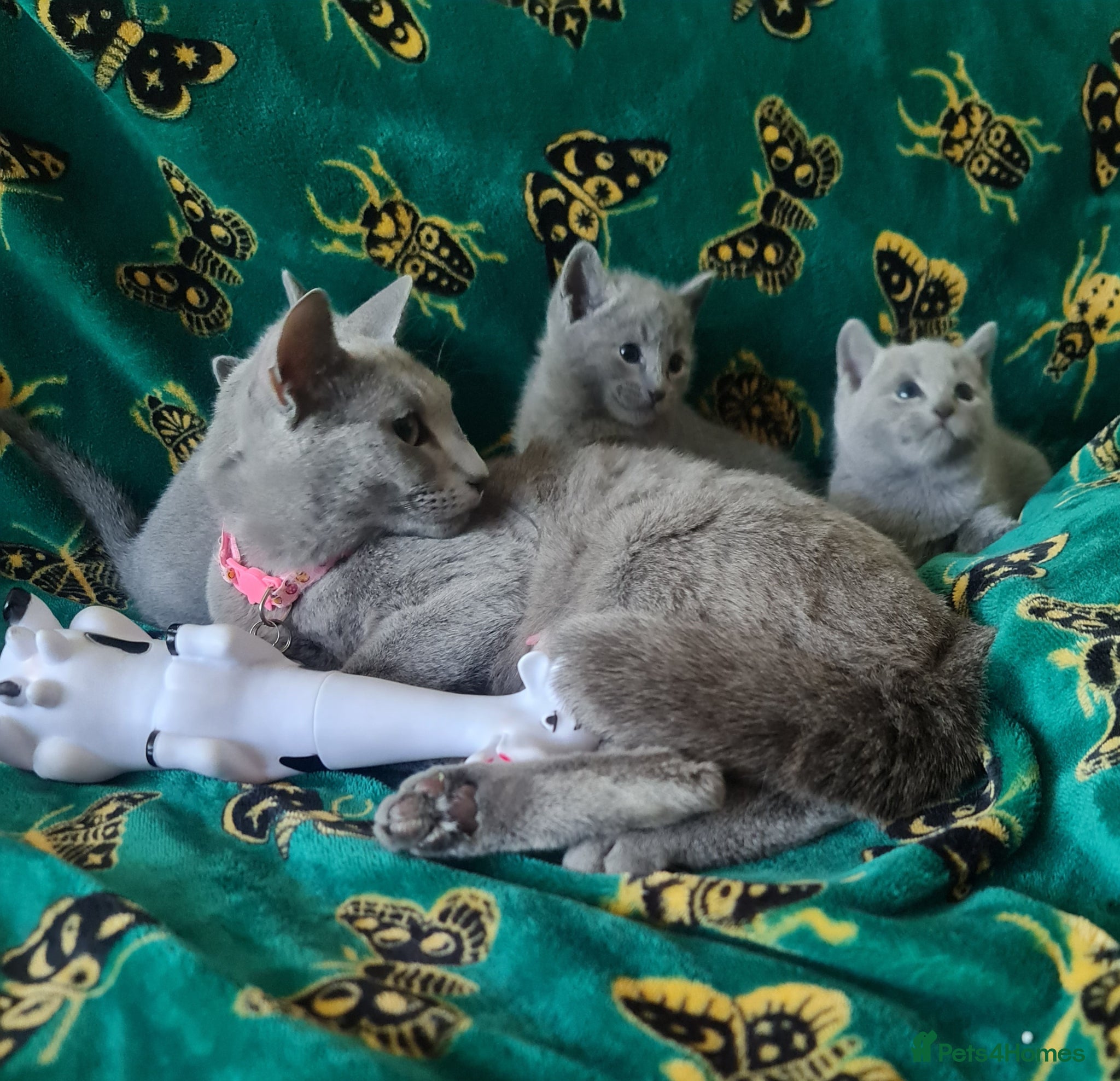 Russian Blue cats Stunning Russian Blue Kittens - Purebreed   - Advert 2