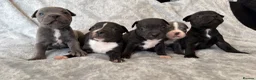 Staffordshire Bull Terrier dogs for sale: Stunning Staffordshire bull terrier puppies in Manchester - Advert 25
