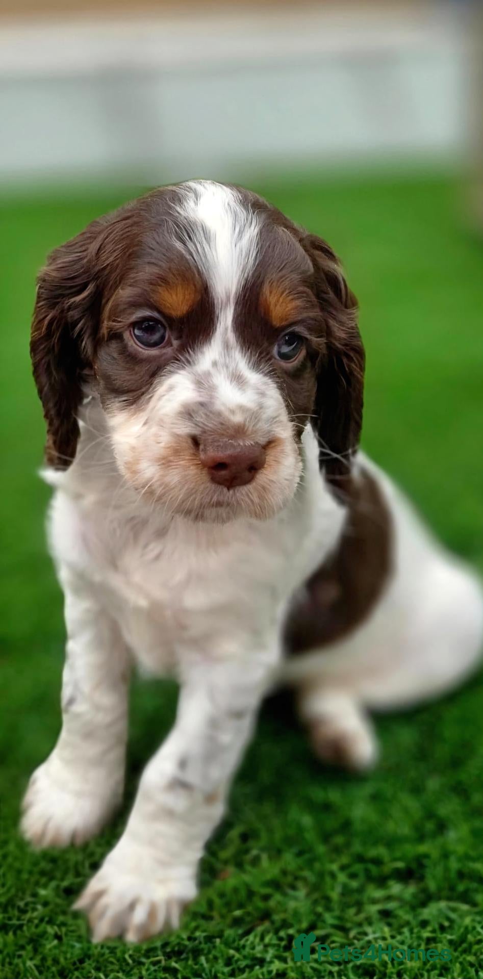 Cocker Spaniel dogs Kc registered tri colour working cocker spaniels - Advert 2