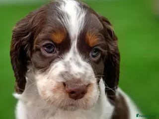 Cocker Spaniel dogs Kc registered tri colour working cocker spaniels - Advert 2