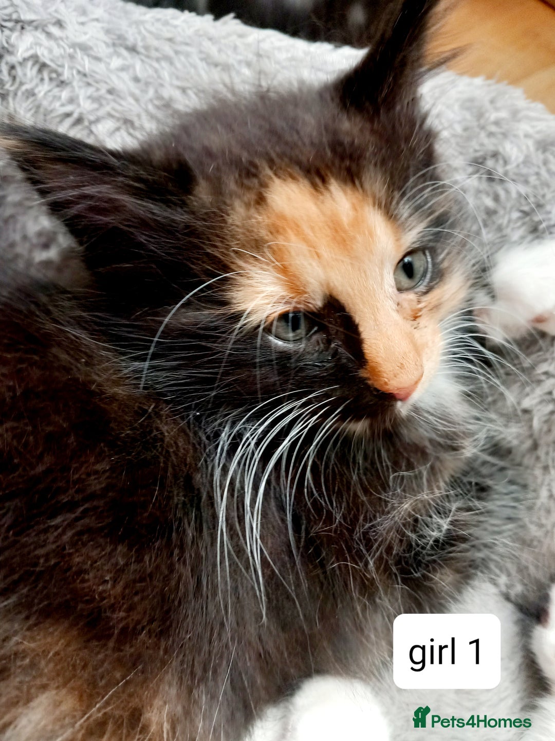 Mixed Breed cats for sale: Mainecoon and Forest Norwegian mixed kittens - Image 9