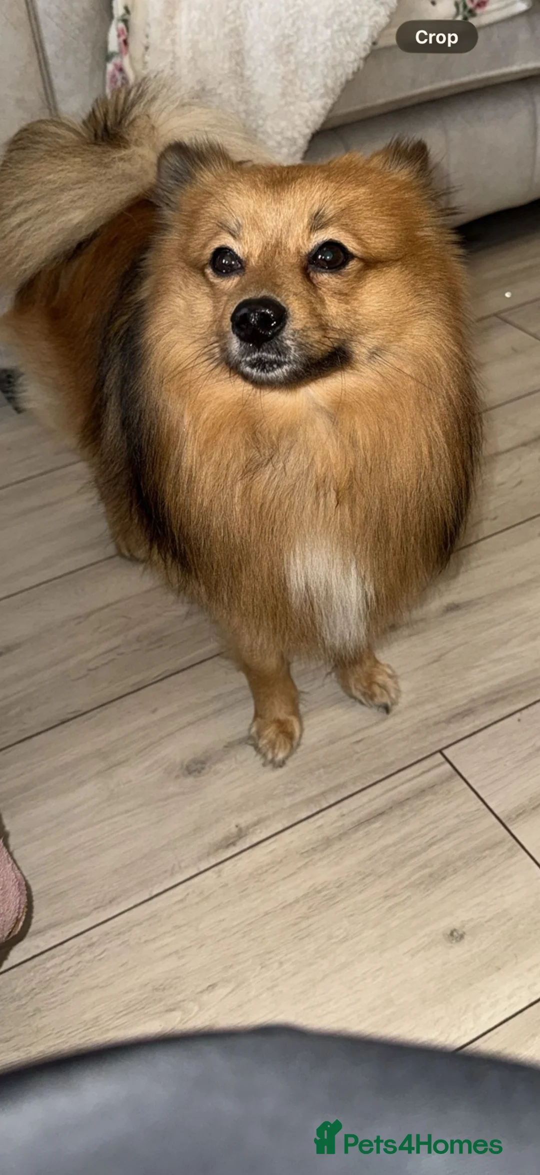 Pomeranian dogs for sale: Pom/Spitz for Sale - Advert 1